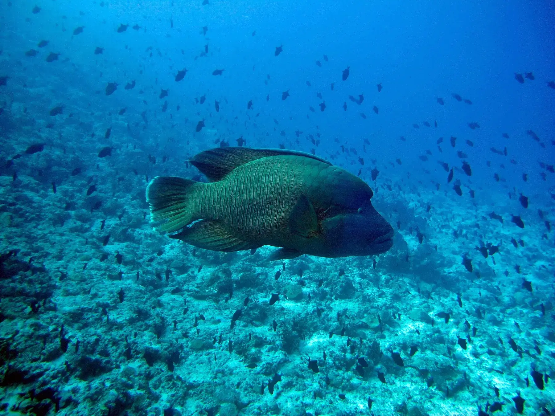Napoleon (humphead) wrasse in the Maldives