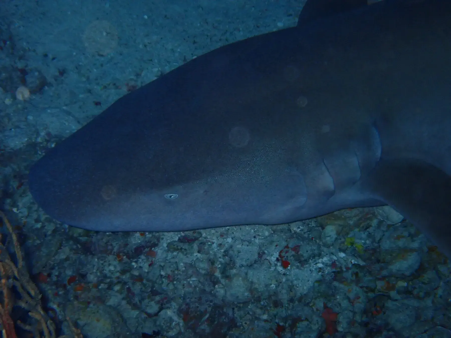 Tawny nurse shark in the Maldives