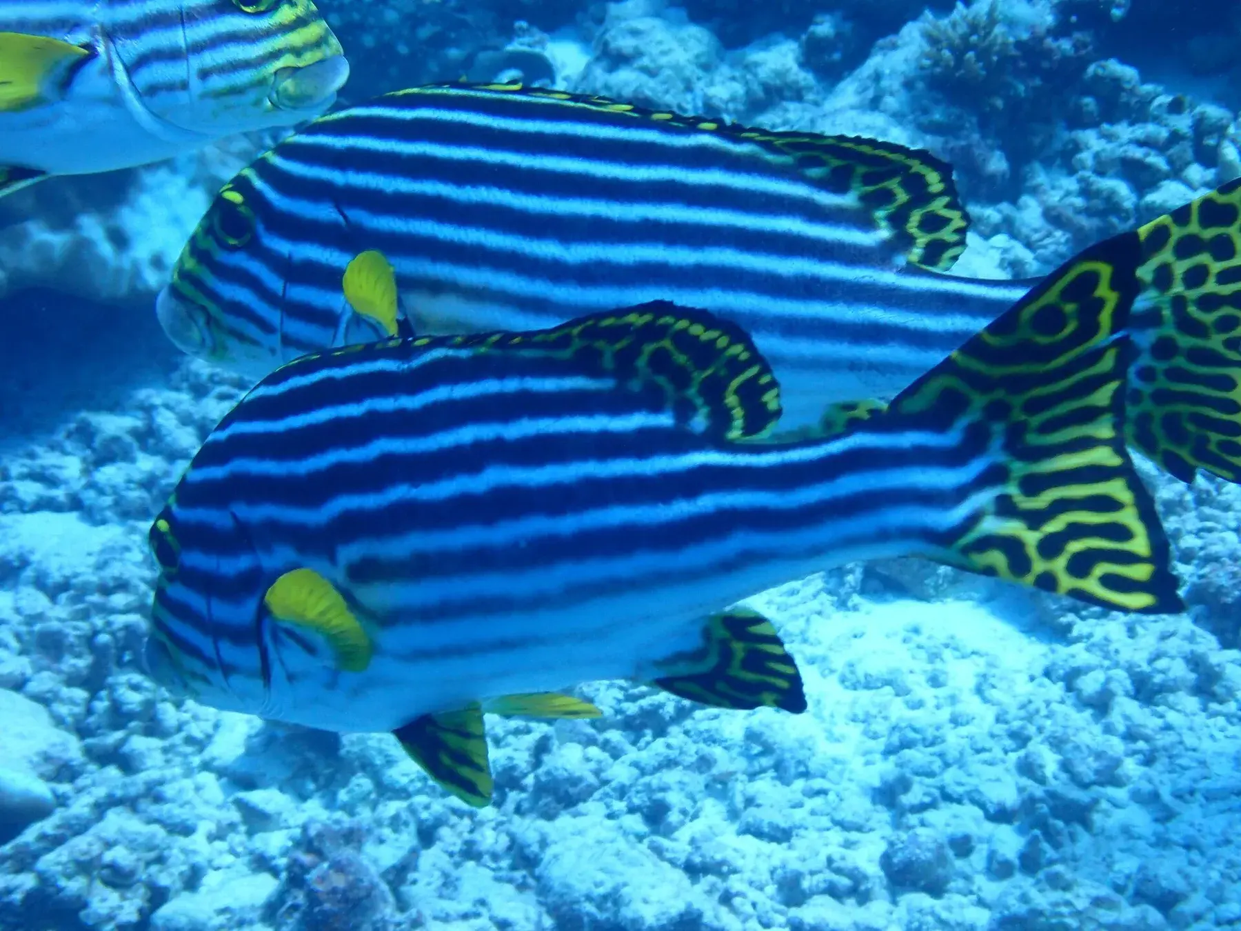 Oriental sweetlips in the Maldives
