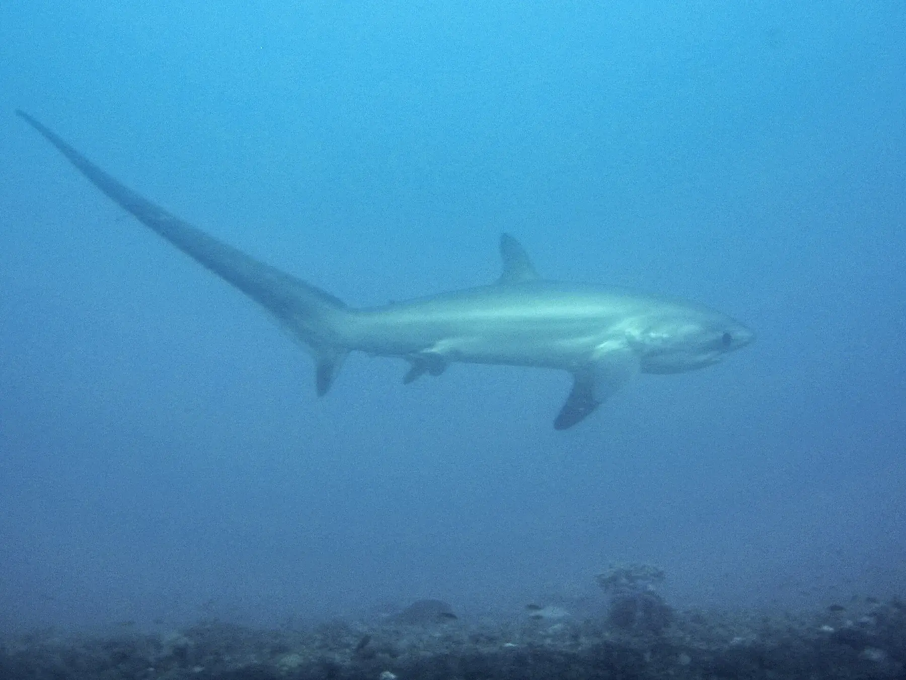 Pelagic thresher