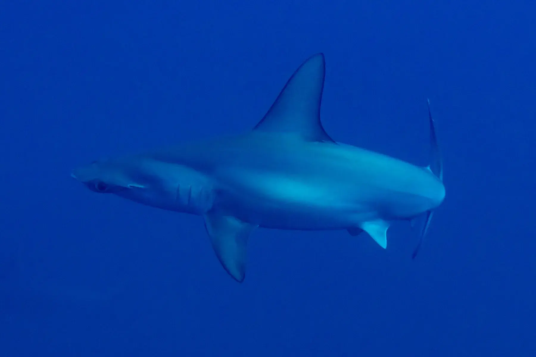 Scalloped hammerhead