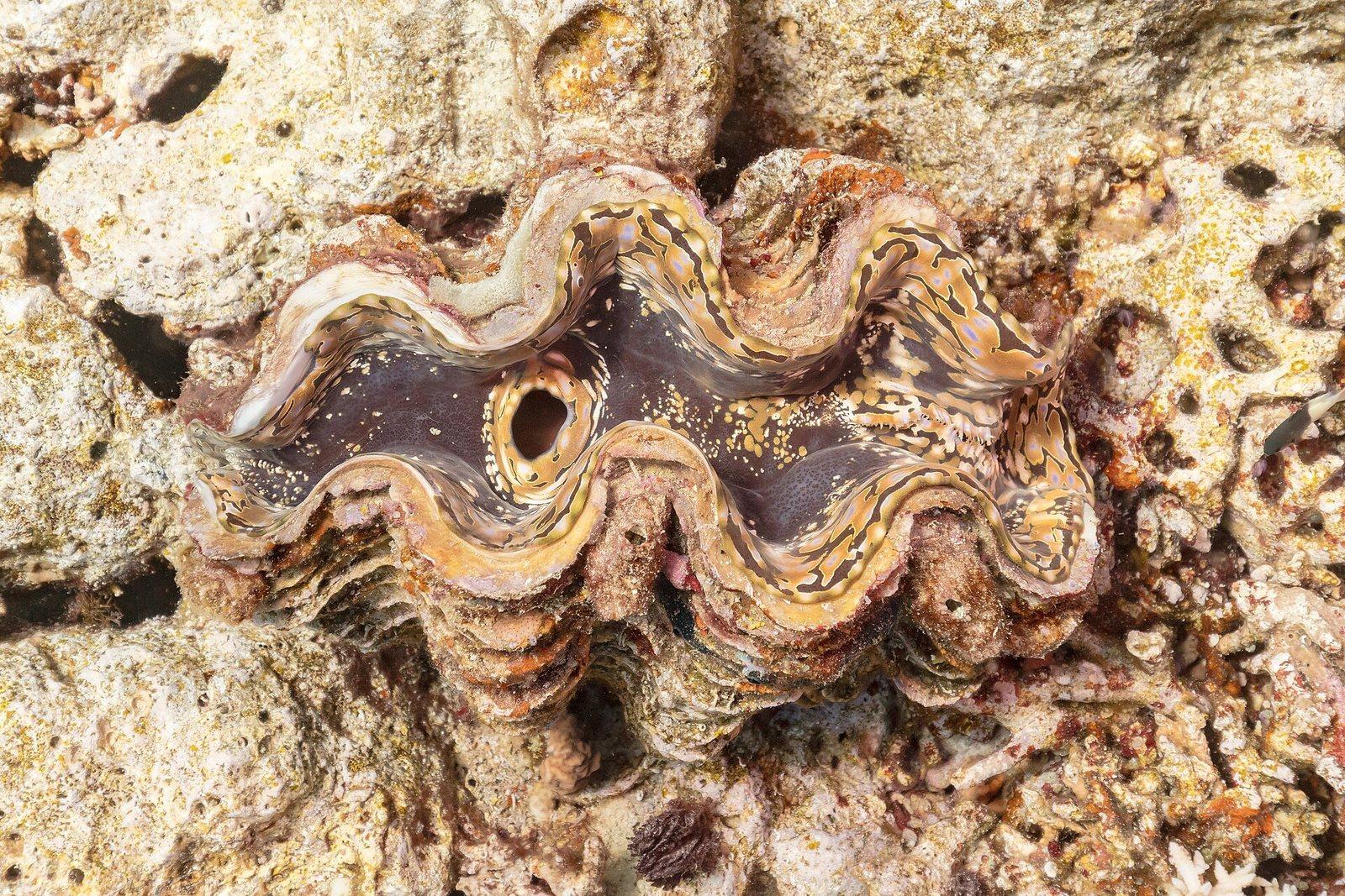 Giant clam in the Maldives