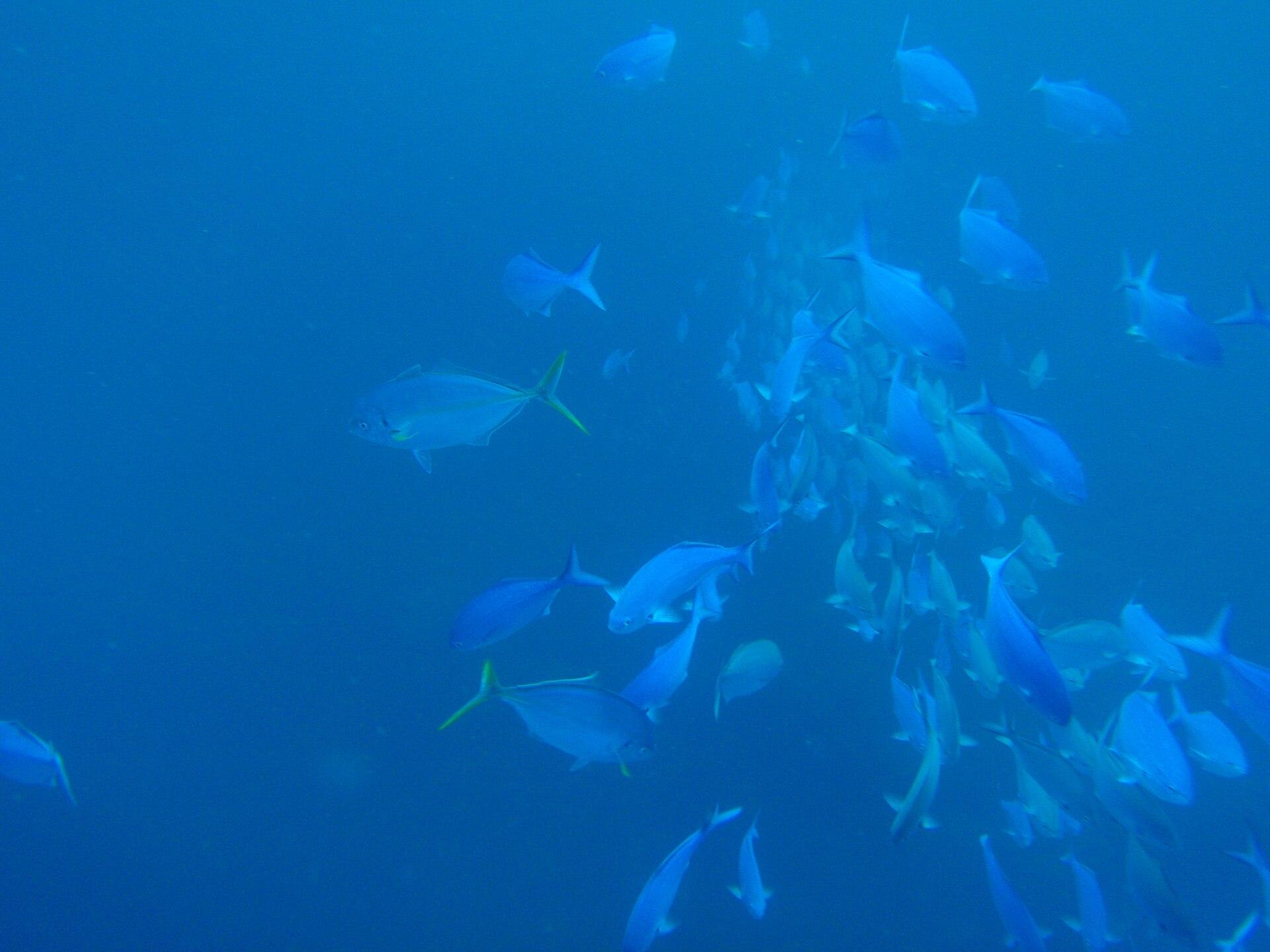 Giant trevally