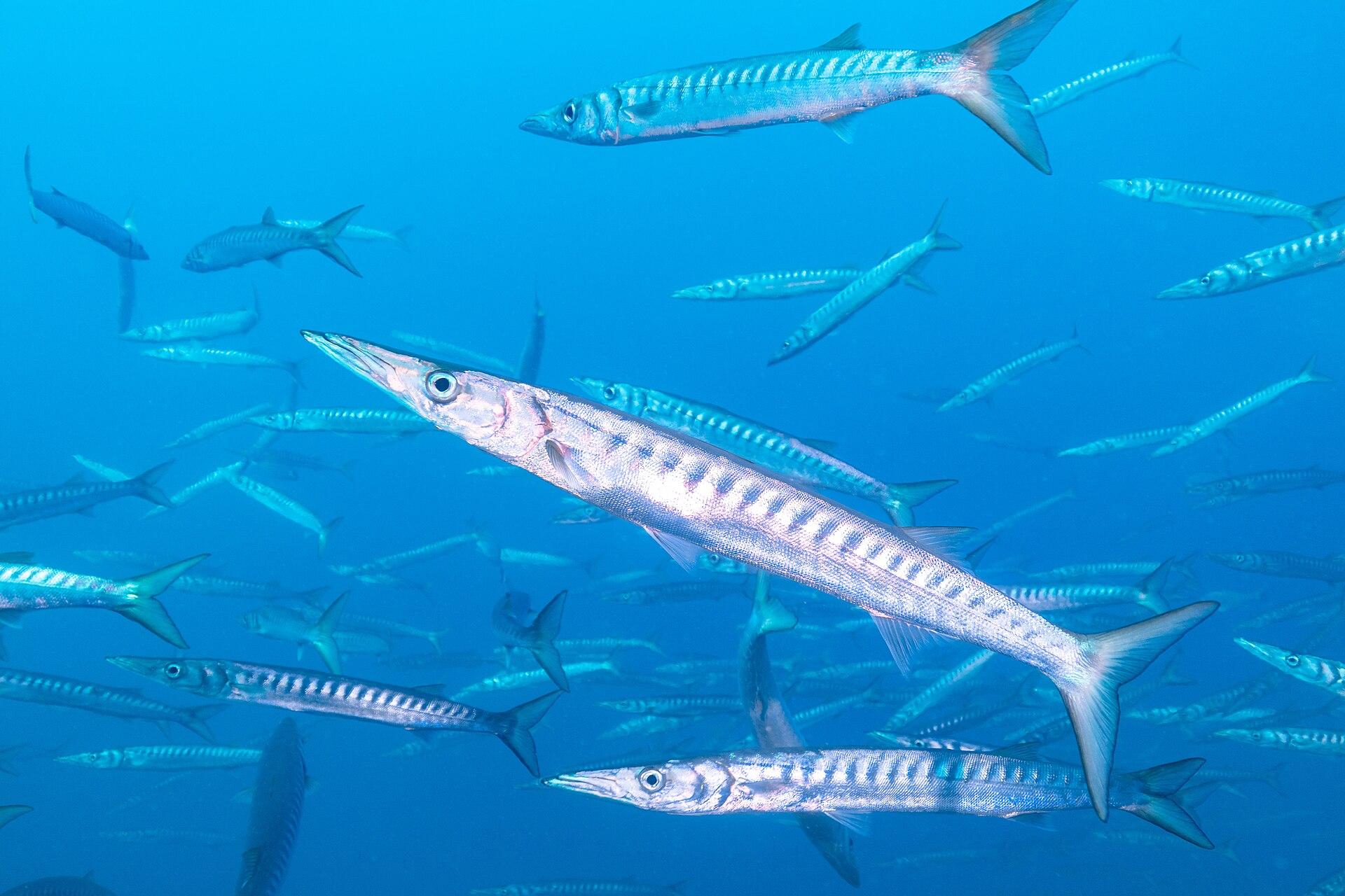 Great barracuda