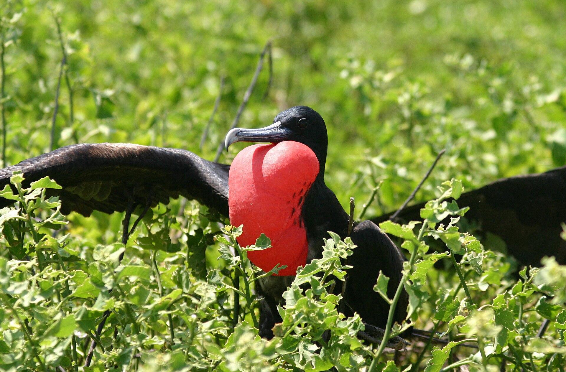 Great frigatebird