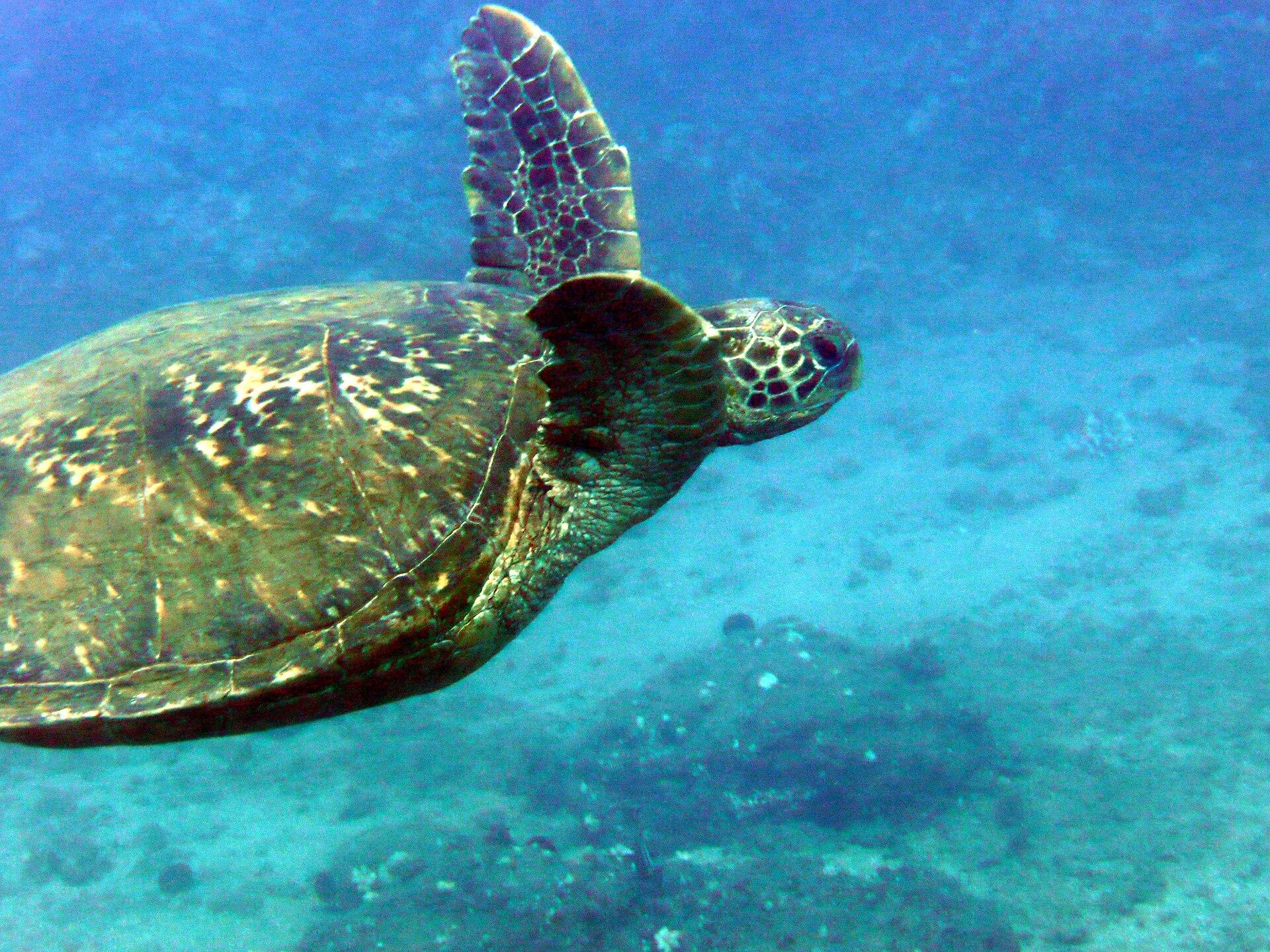 Green turtle