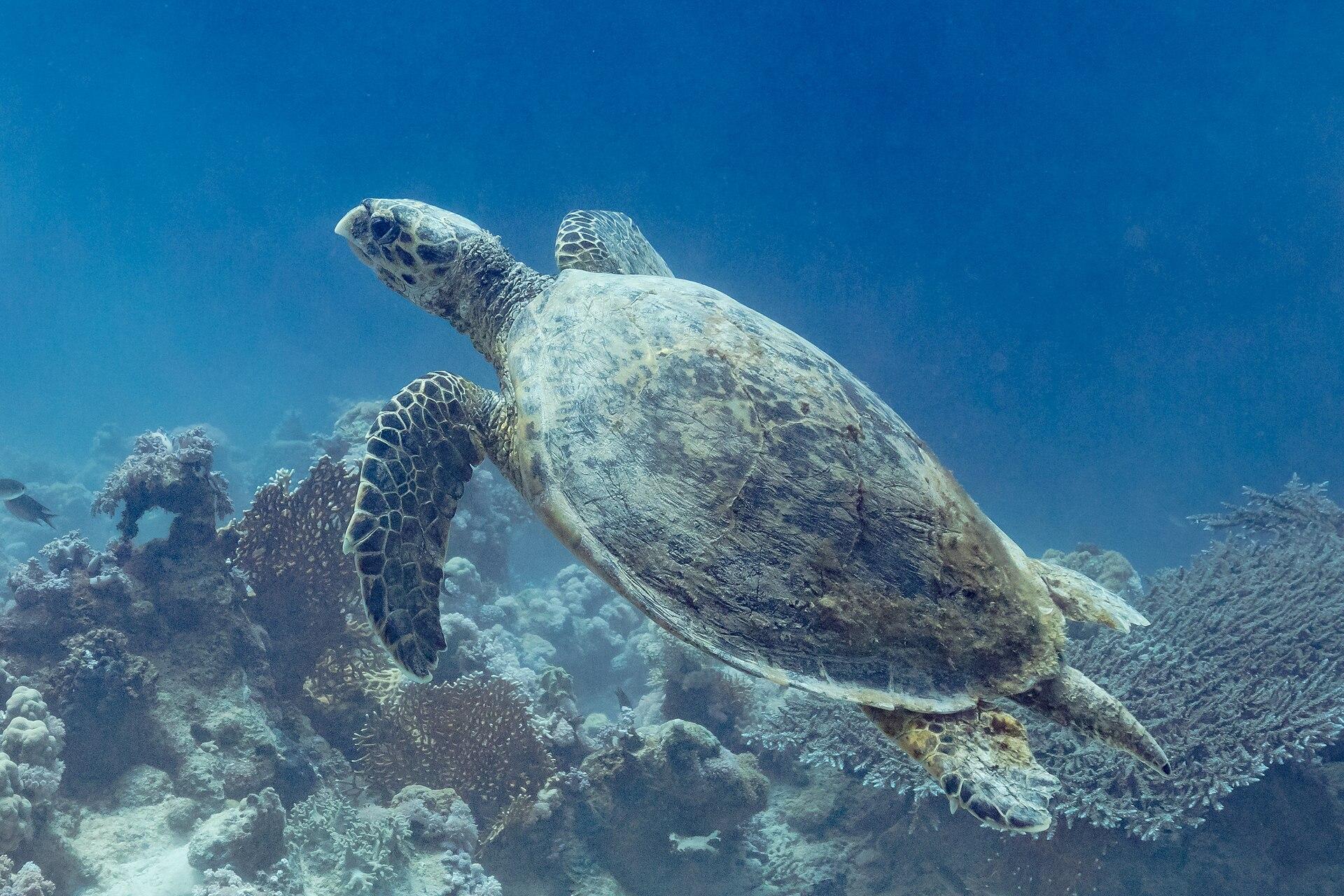 Hawksbill turtle