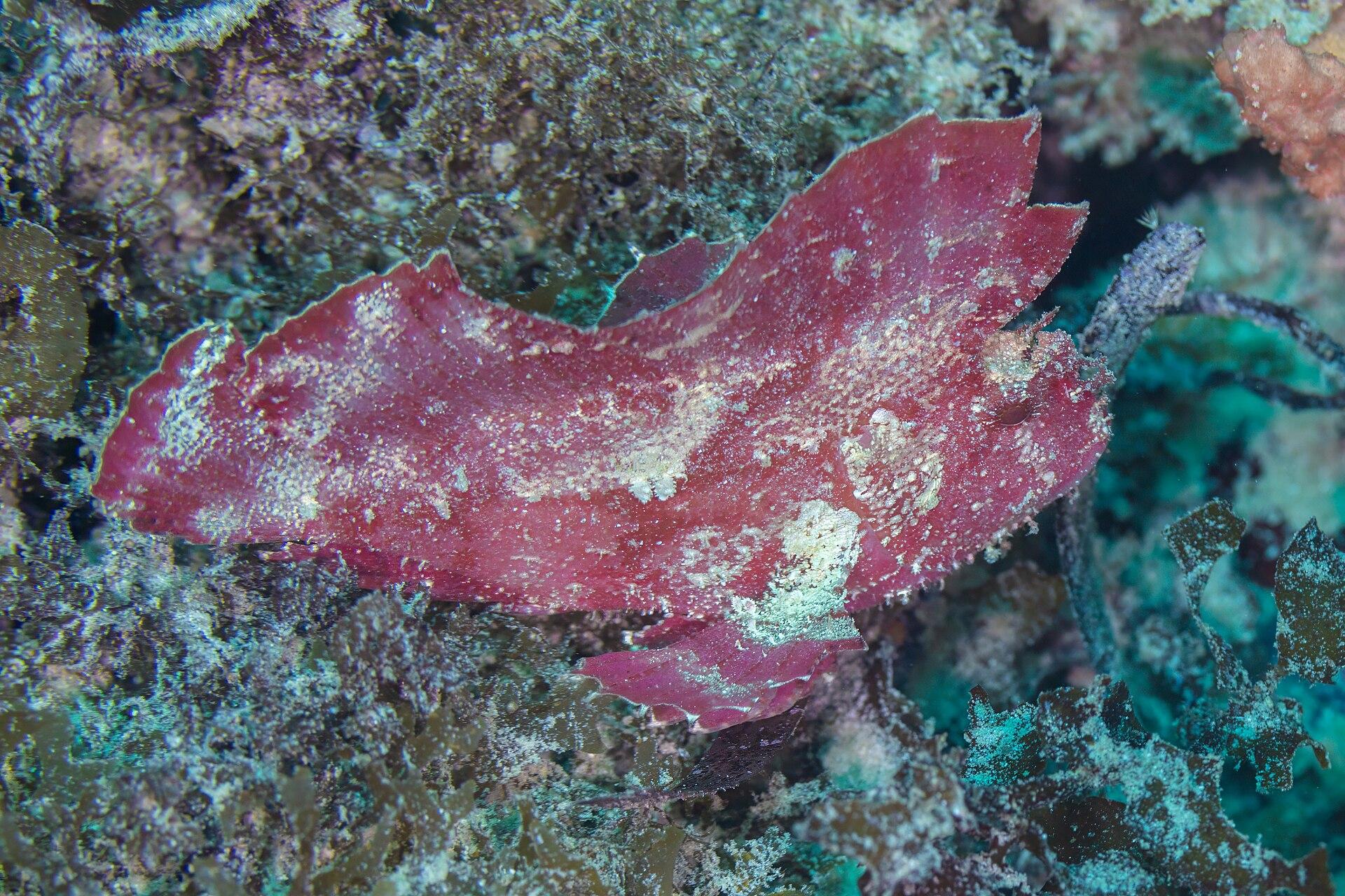 Leaf scorpionfish