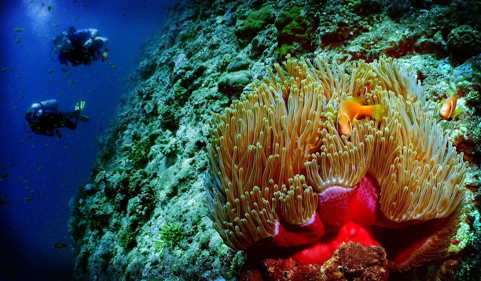 Magnificent sea anemone
