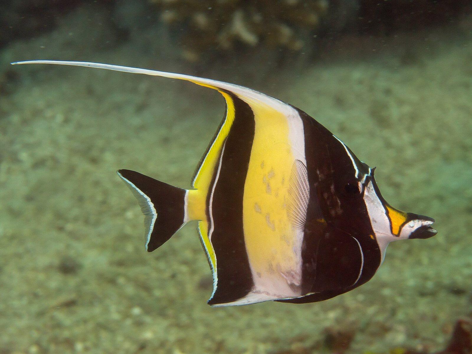 Moorish idol in the Maldives