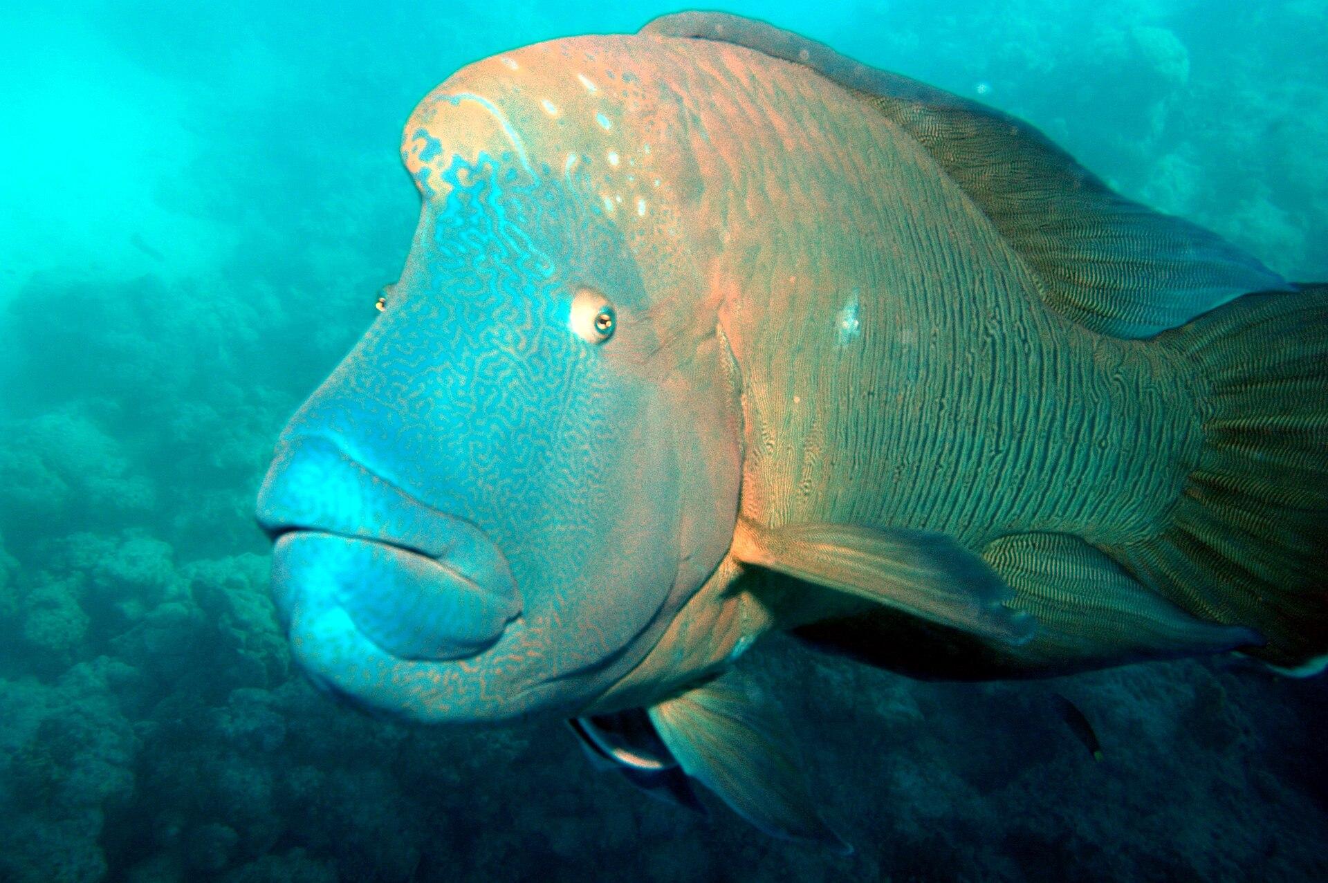 Napoleon (humphead) wrasse