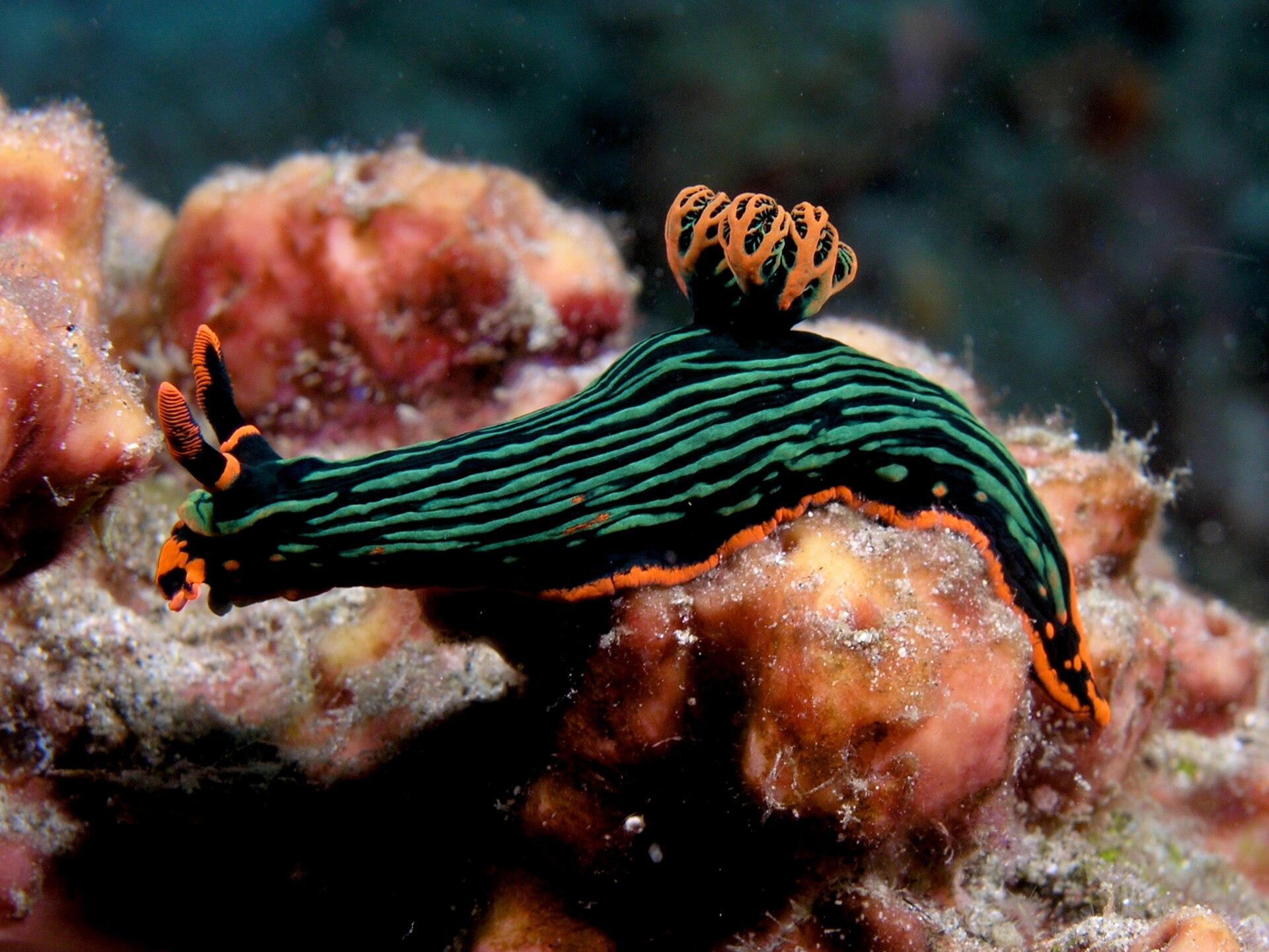 Nudibranchs