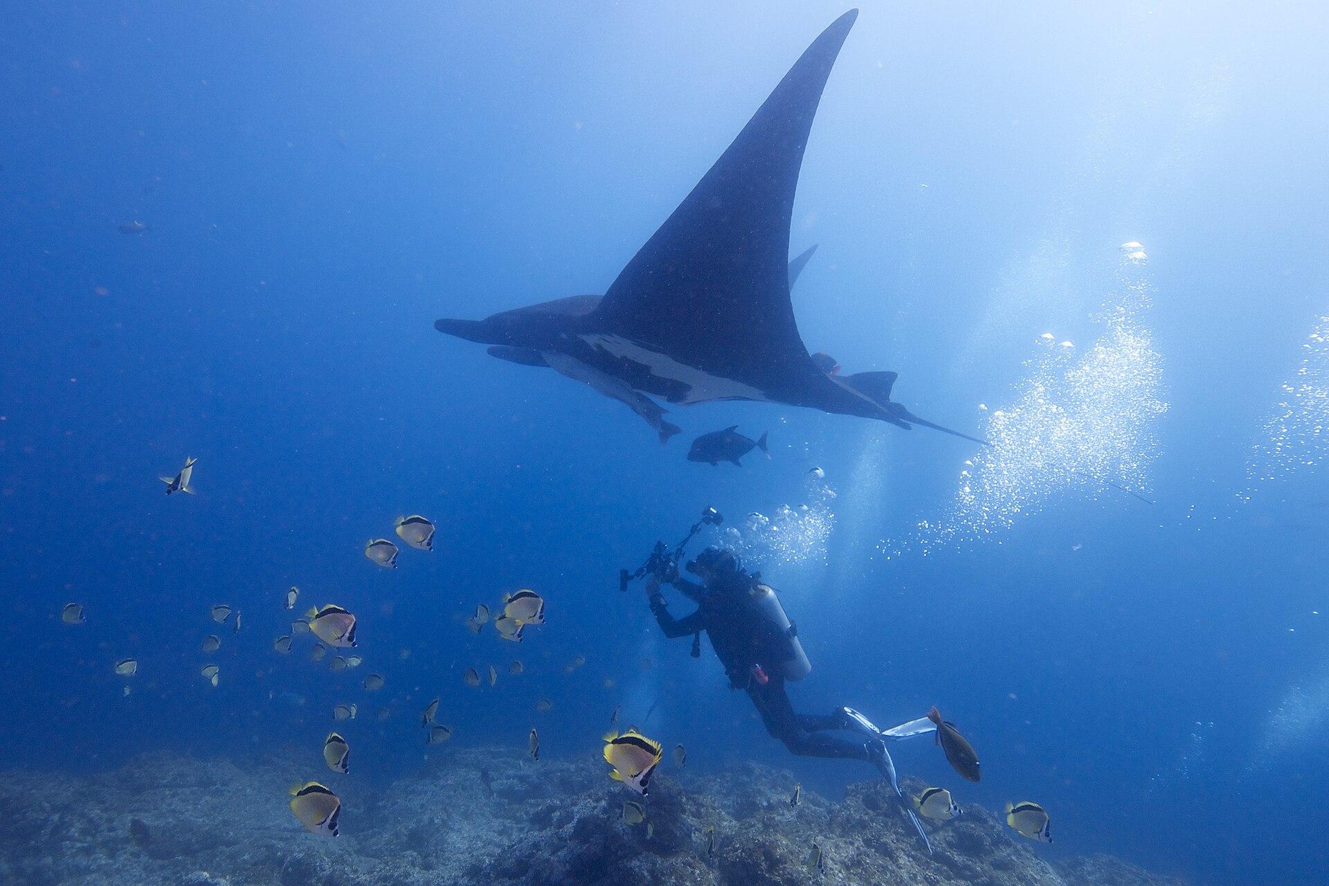 Giant oceanic manta ray