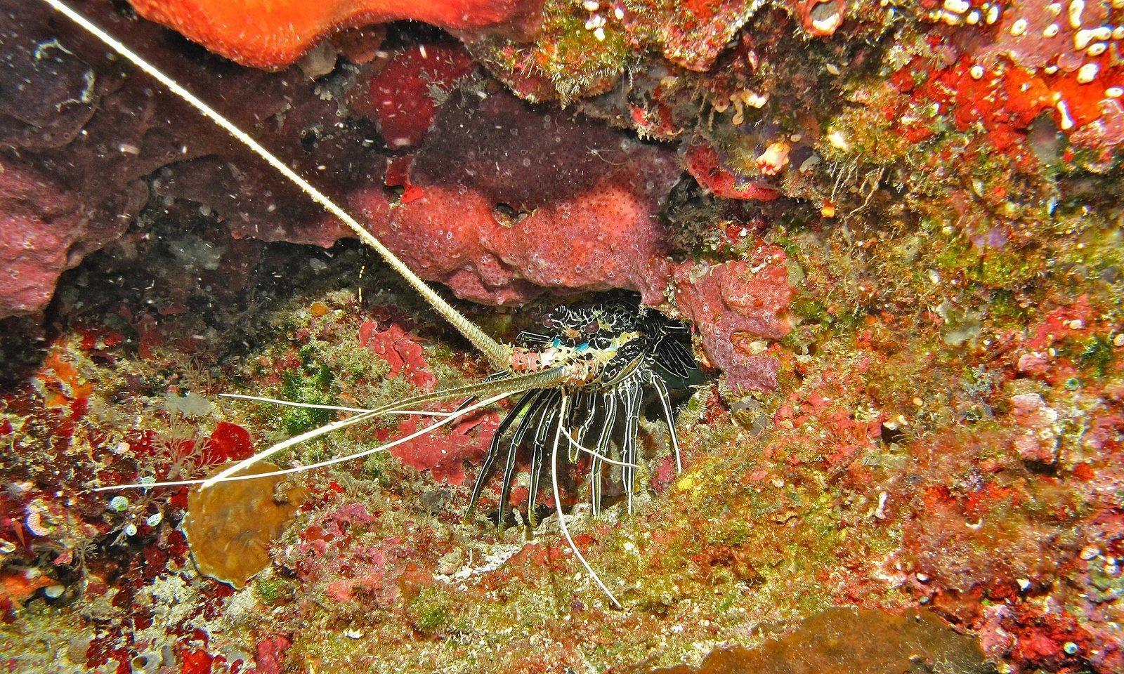 Painted spiny lobster