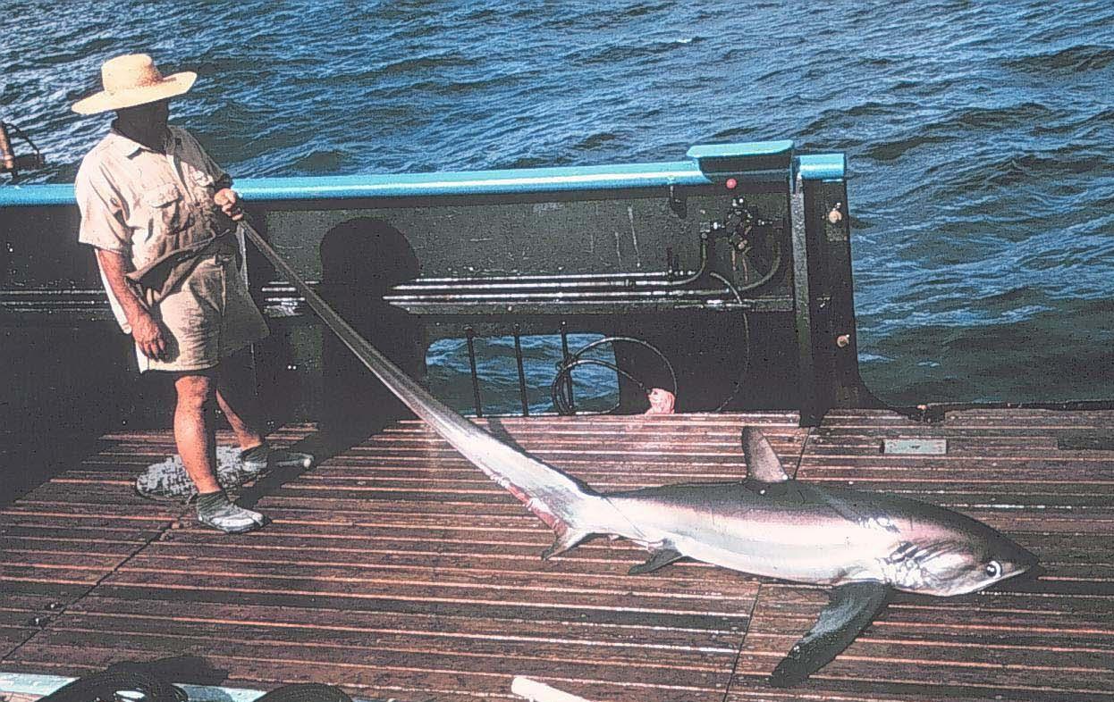 Pelagic thresher