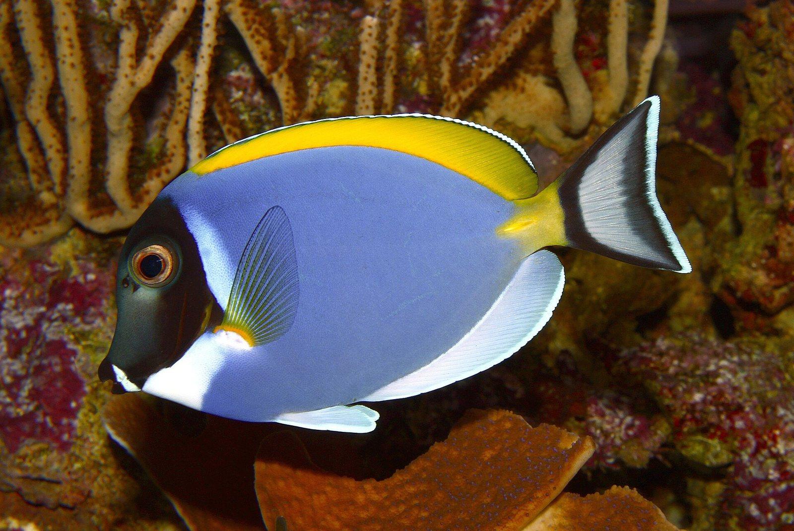 Powder-blue surgeonfish in the Maldives