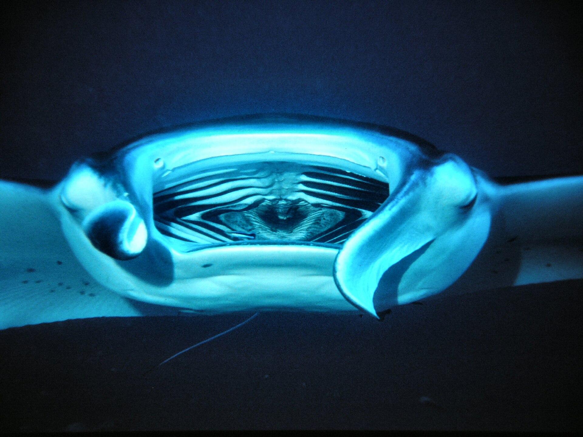Reef manta ray