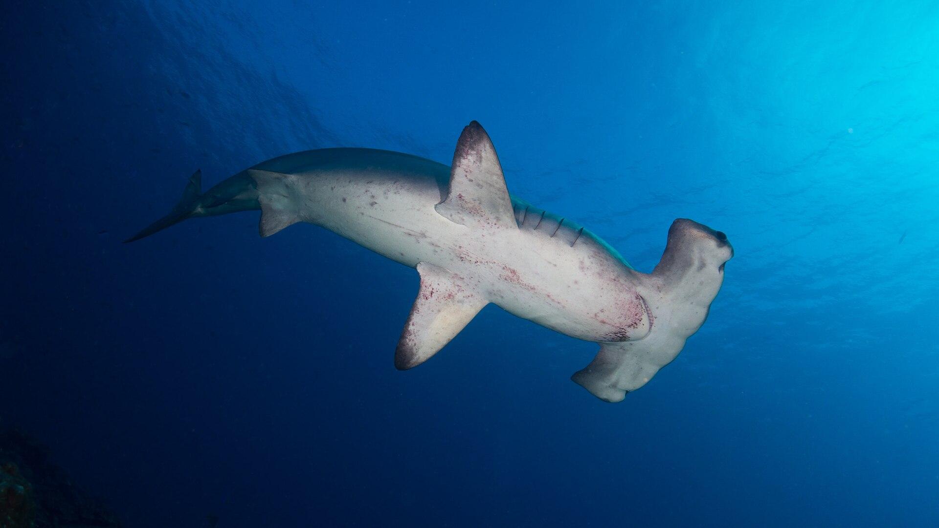 Scalloped hammerhead