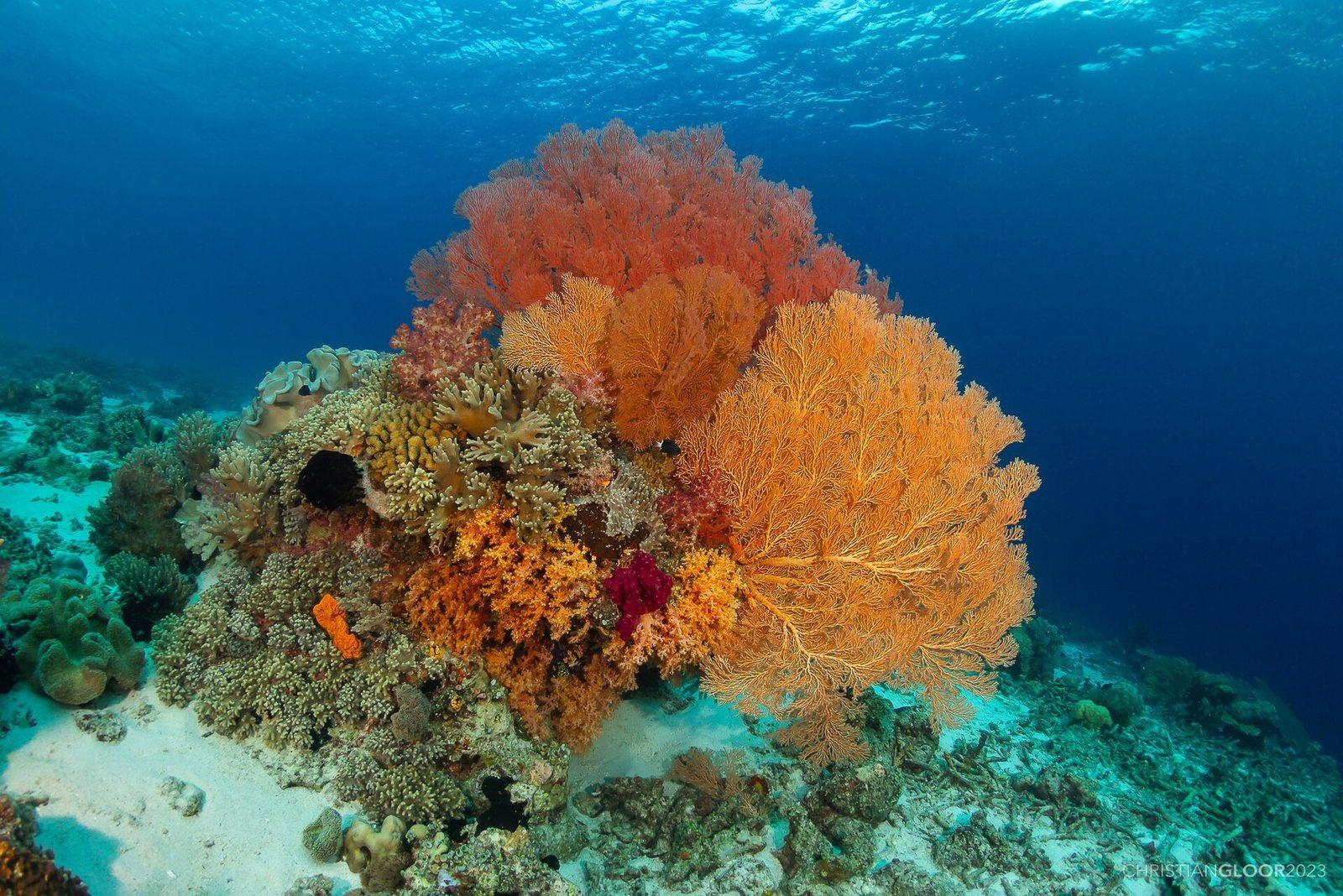 Sea fan (gorgonian)