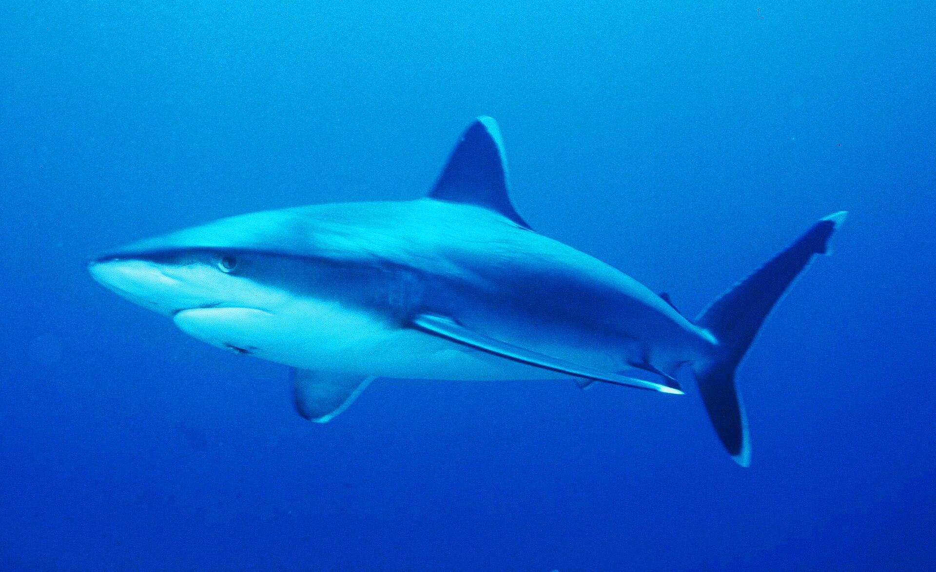 Silvertip shark