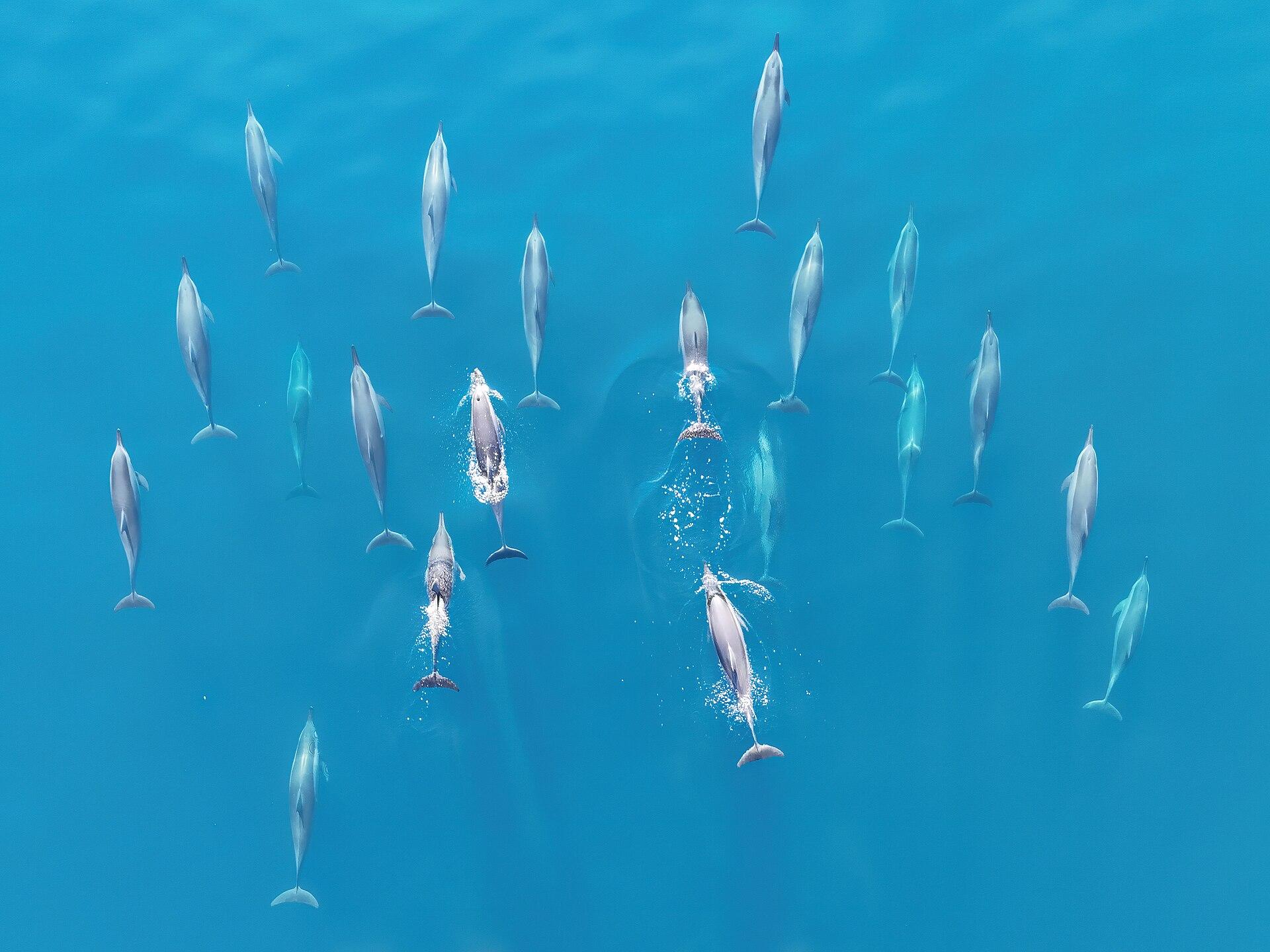 Spinner dolphin