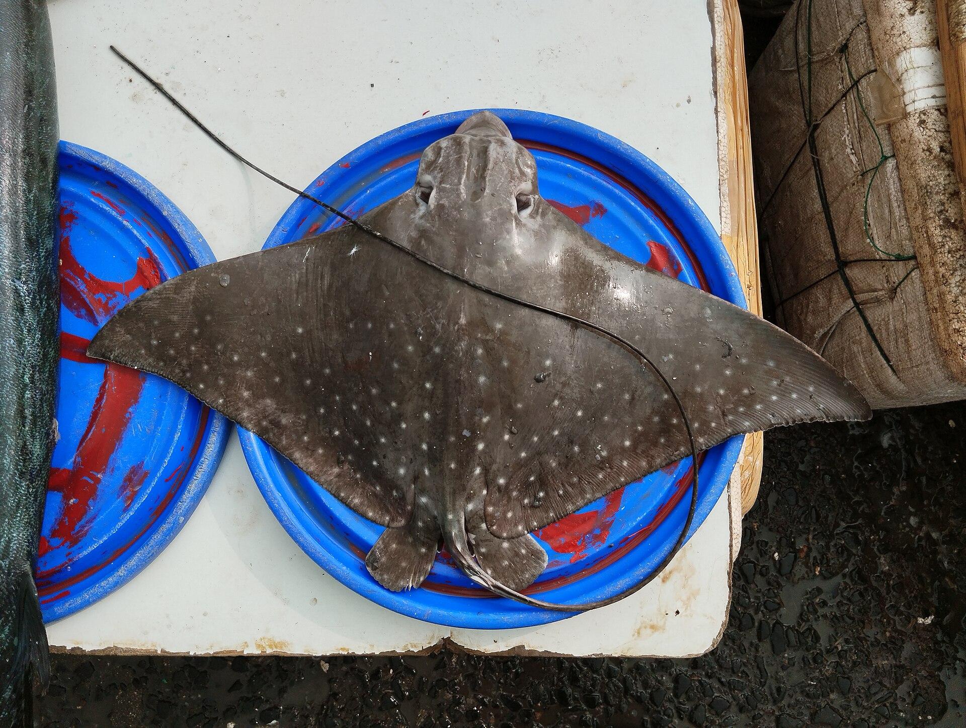 Spotted eagle ray