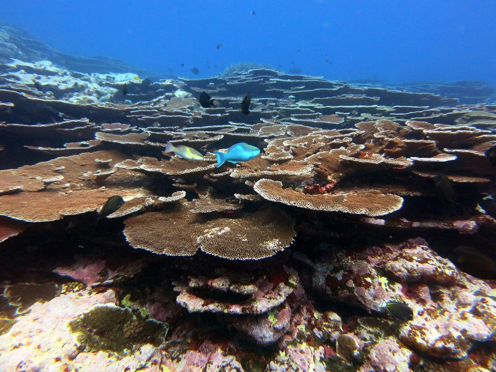 Table & staghorn coral