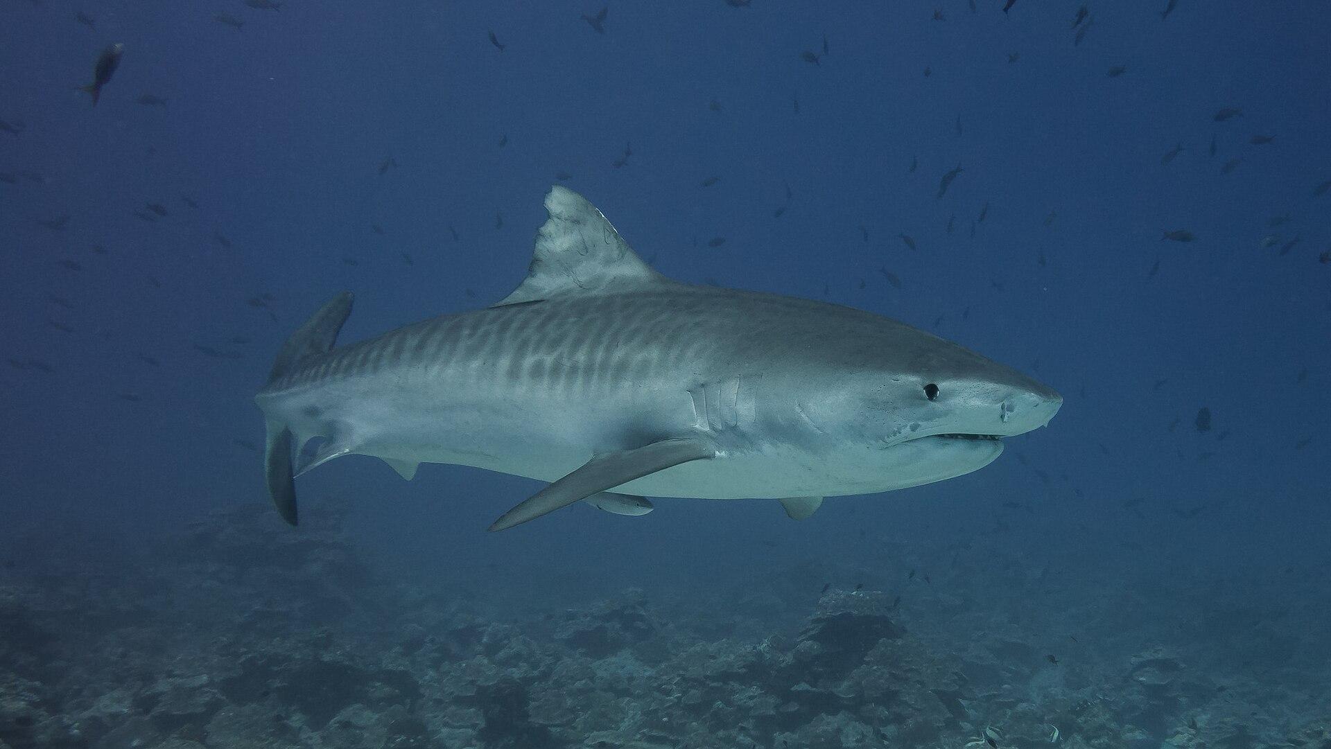 Tiger shark