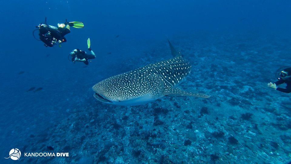 Holiday Inn Resort Kandooma Maldives by IHG