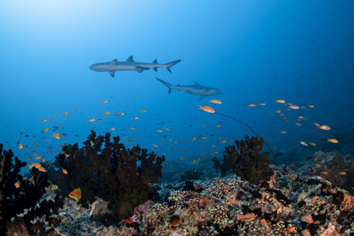 LUX South Ari Atoll